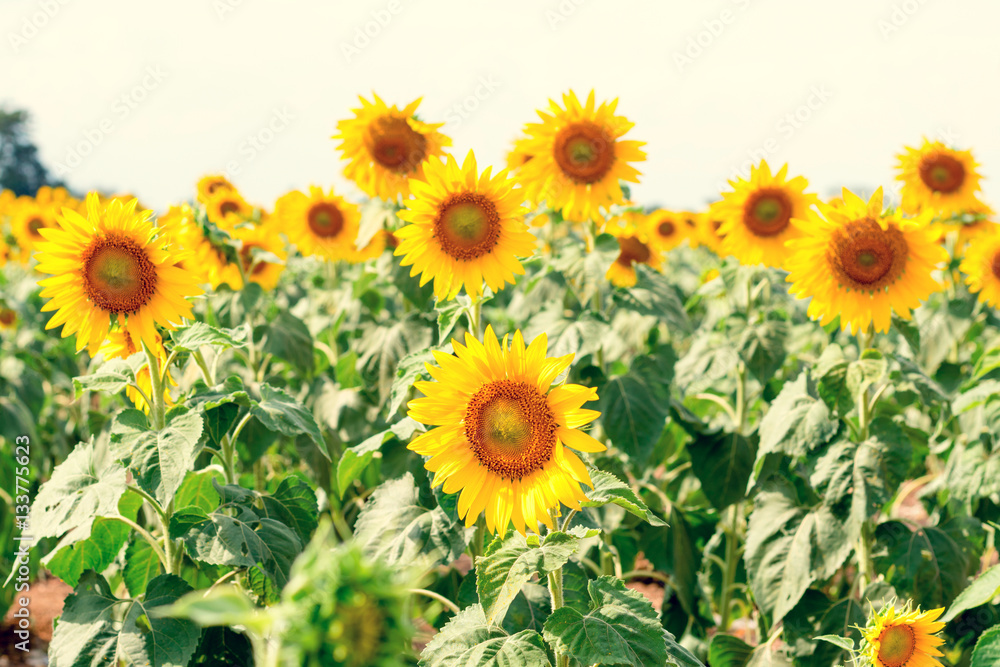 Summer sunflower field. Field of sunflowers with blue sky. A sun Summer sunflower field. Field of sunflowers with blue sky. A sun