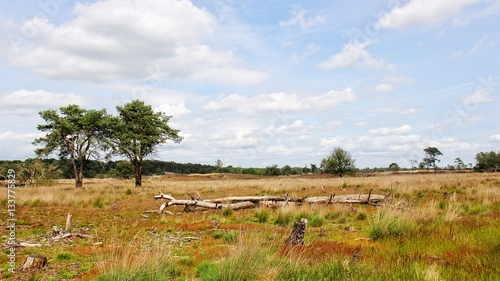 NP Loonse & Drunense duinen photo