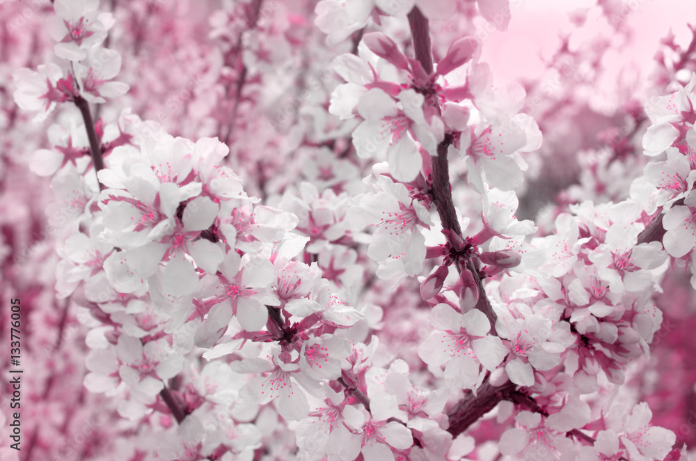 Fototapeta premium cherry blossoms outdoors