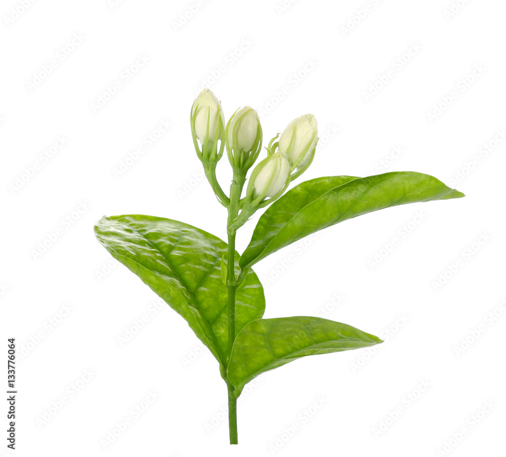 Fototapeta premium Jasmine flower with leaves