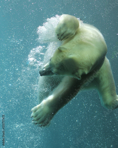 Swimming polar bear