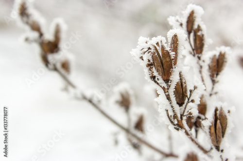Close-up branch in frost and snow in the winter