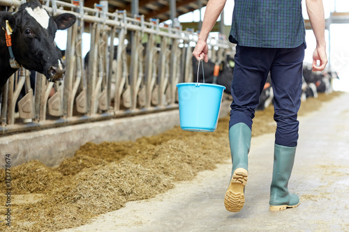 man with bucket walking in cowshed on dairy farm