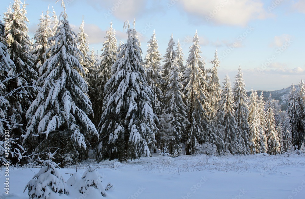 Fototapeta premium Tannen im Winter