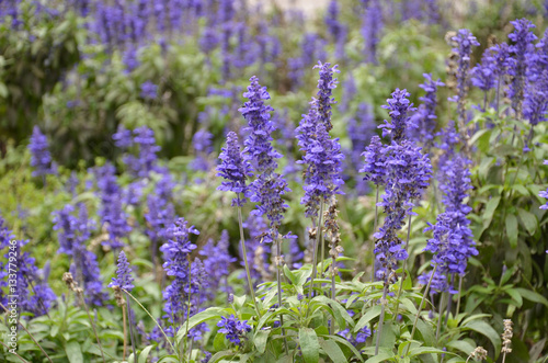 Blooming blue bugleweeds Ajuga