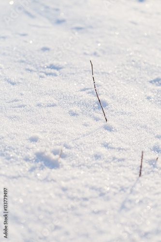 Winter snow background with snow covered plants