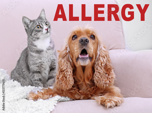 Animal allergy concept. Cat and dog on couch