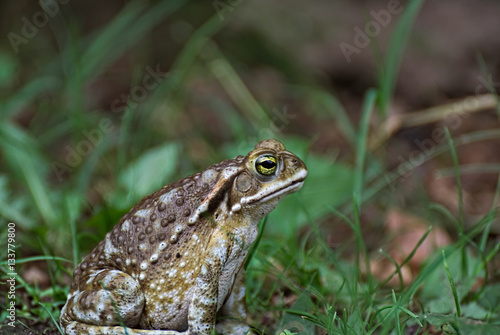 Cute frog outdoor in the grass