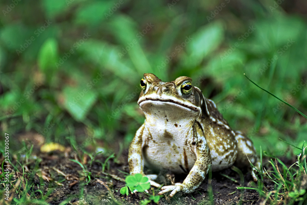 Cute frog outdoor in the grass Cute frog outdoor in the grass