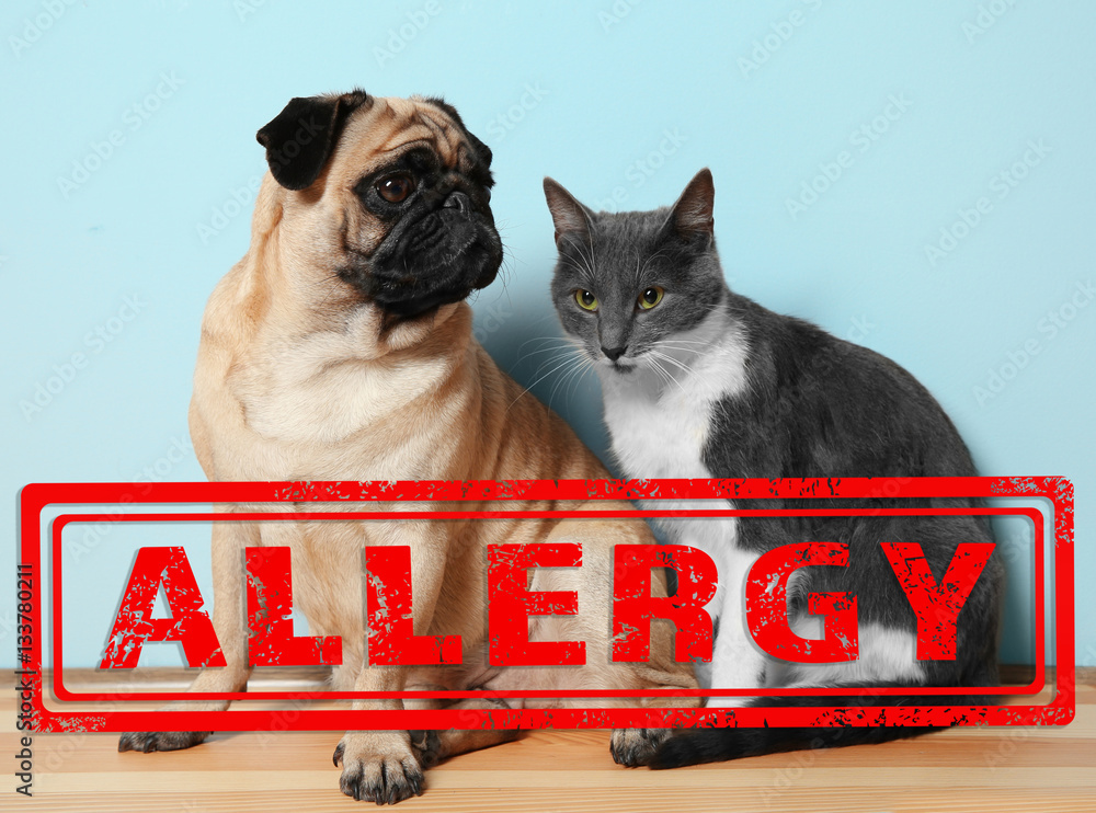 Animal allergy concept. Cat and dog on blue background StockFoto