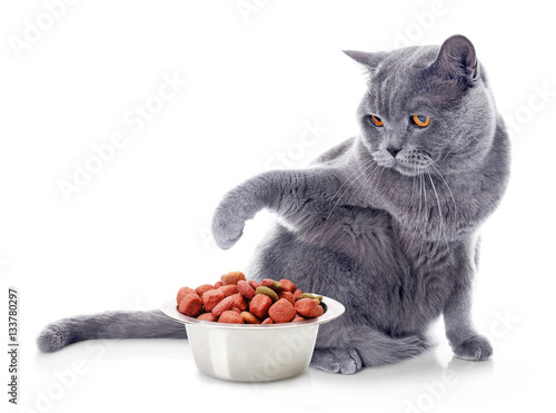 Cute cat and bowl with dry food on white background