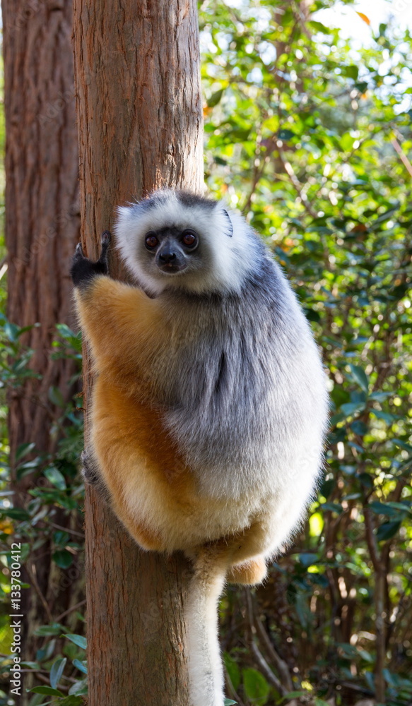 Obraz premium lemure