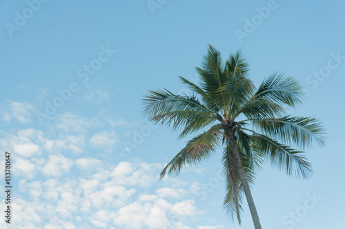 coconut tree