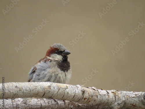 Sparrow
