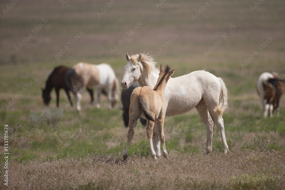 Wild Mustangs in the Great Basin Desert of Utah Wild Mustangs in the Great Basin Desert of Utah