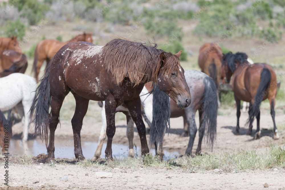 Wild Mustangs in the Great Basin Desert of Utah Wild Mustangs in the Great Basin Desert of Utah