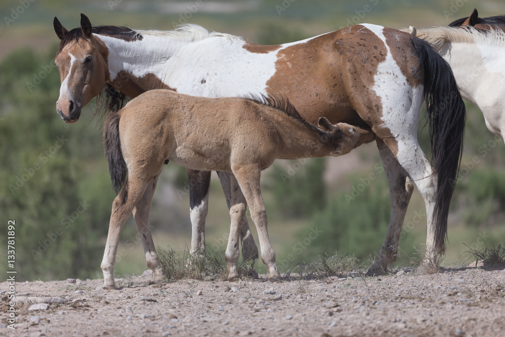 Wild Mustangs in the Great Basin Desert of Utah Wild Mustangs in the Great Basin Desert of Utah