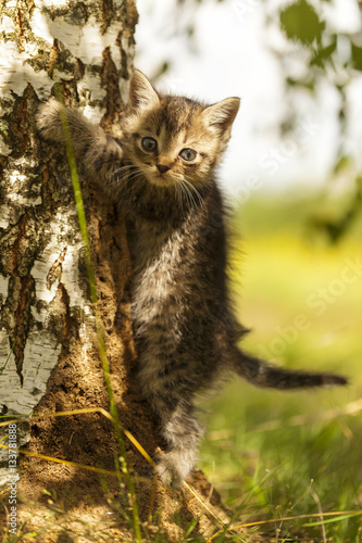 gray kitten in the grass