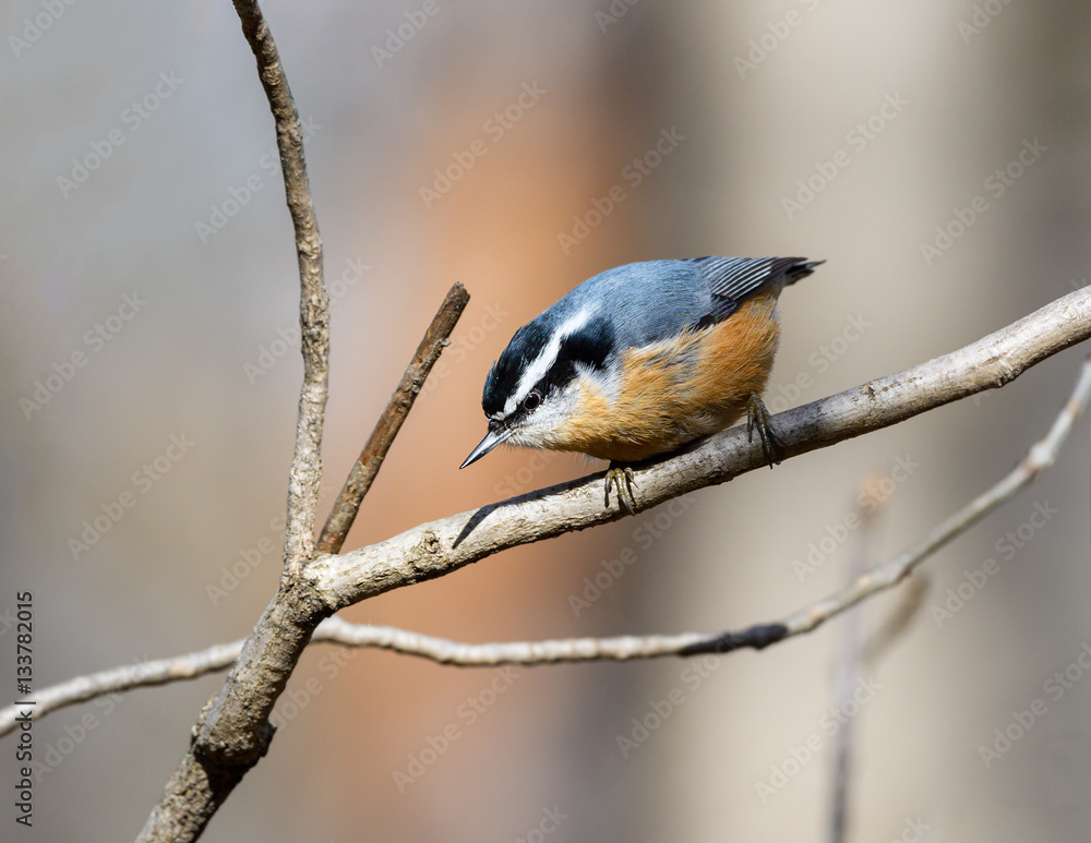 Fototapeta premium Red-breasted Nuthatch 