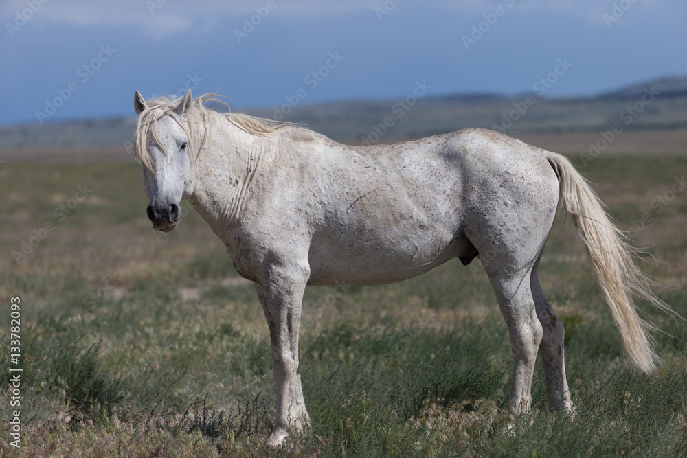 Obraz premium Wild Mustangs in the Great Basin Desert of Utah