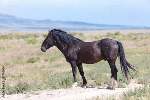 Wild Mustangs in the Great Basin Desert of Utah © Dennis Donohue