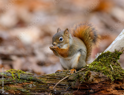 Fototapeta American Red Squirrel in Fall