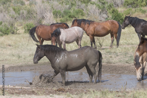 Wild Mustangs in the Great Basin Desert of Utah