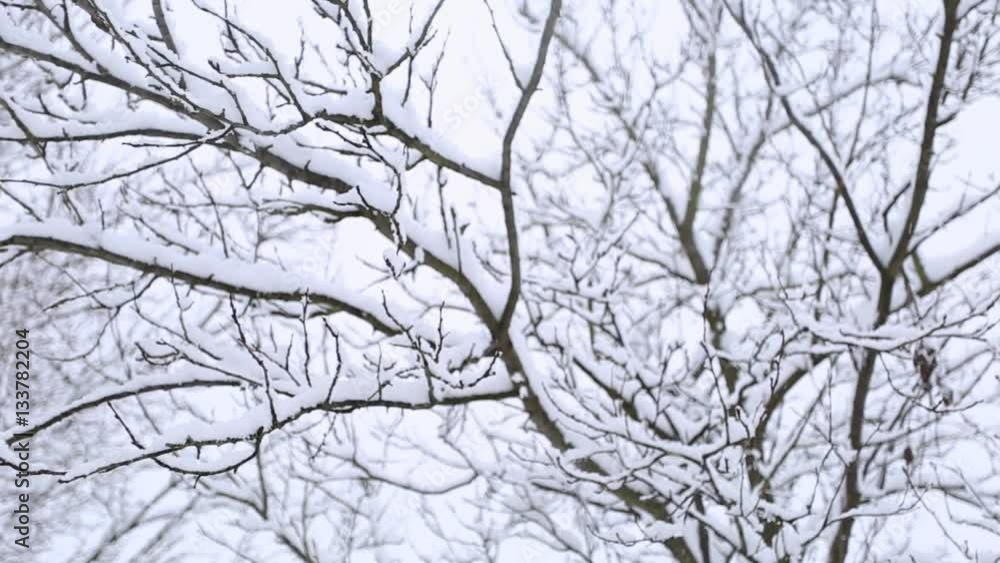 Winter trees in the snow, gray sky Winter trees in the snow, gray sky