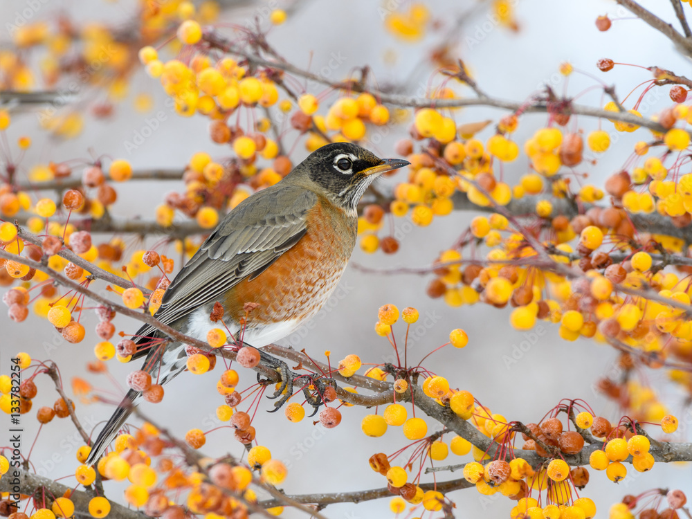 American Robin Feeding on Yellow Berries in Winter American Robin Feeding on Yellow Berries in Winter