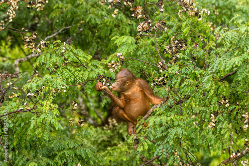 Wild Baby Orangutan Eating Red Berries in The Forest Of Borneo Malaysia © Lillian