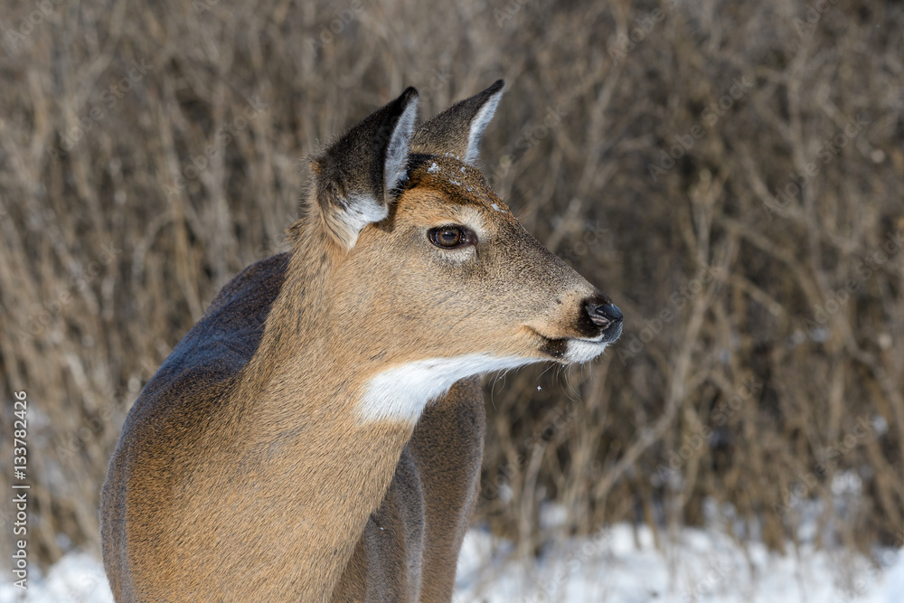 Obraz premium White-tailed Deer Doe in Winter
