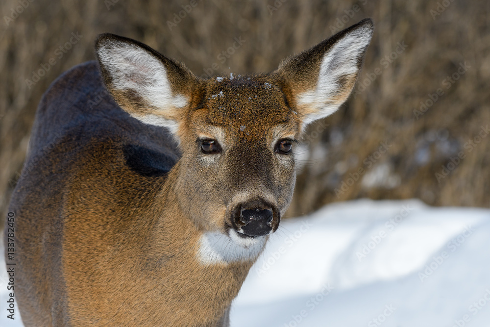 White-tailed Deer Doe in Winter White-tailed Deer Doe in Winter