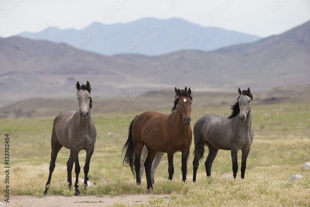 Obraz premium Wild Mustangs in the Great Basin Desert of Utah