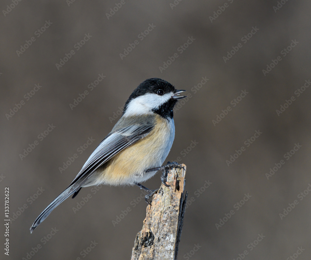 Obraz premium Black-Capped Chickadee in Winter, Portrait