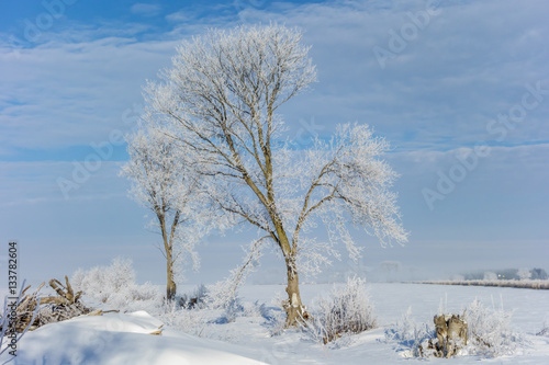 Frosted Tree in the Field