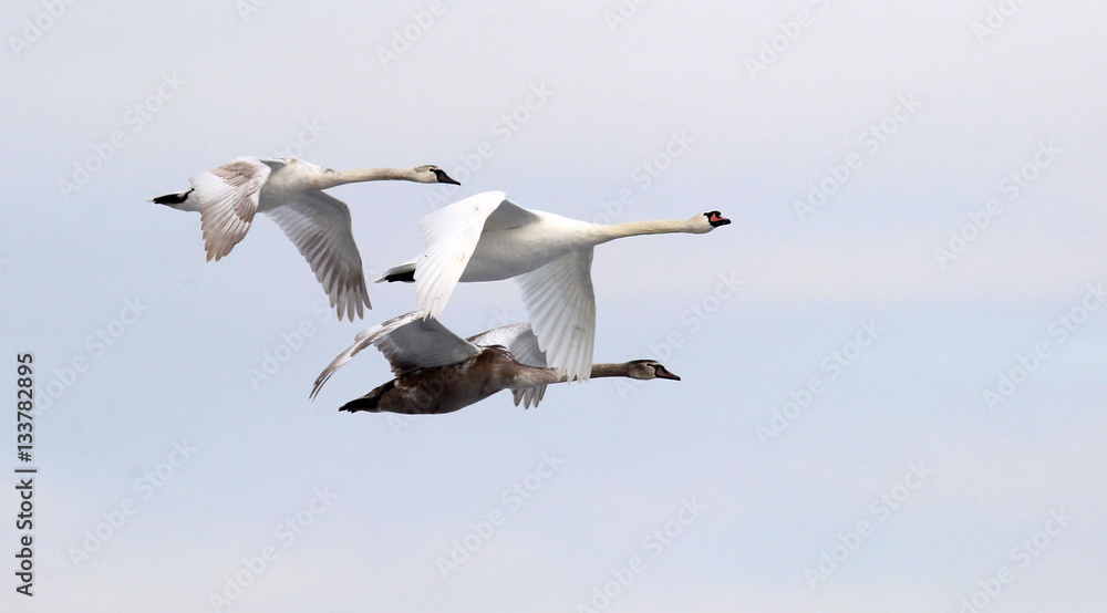 Obraz premium Group of swans flying over the frozen Danube river covered with snow at Zemun in the Belgrade Serbia.