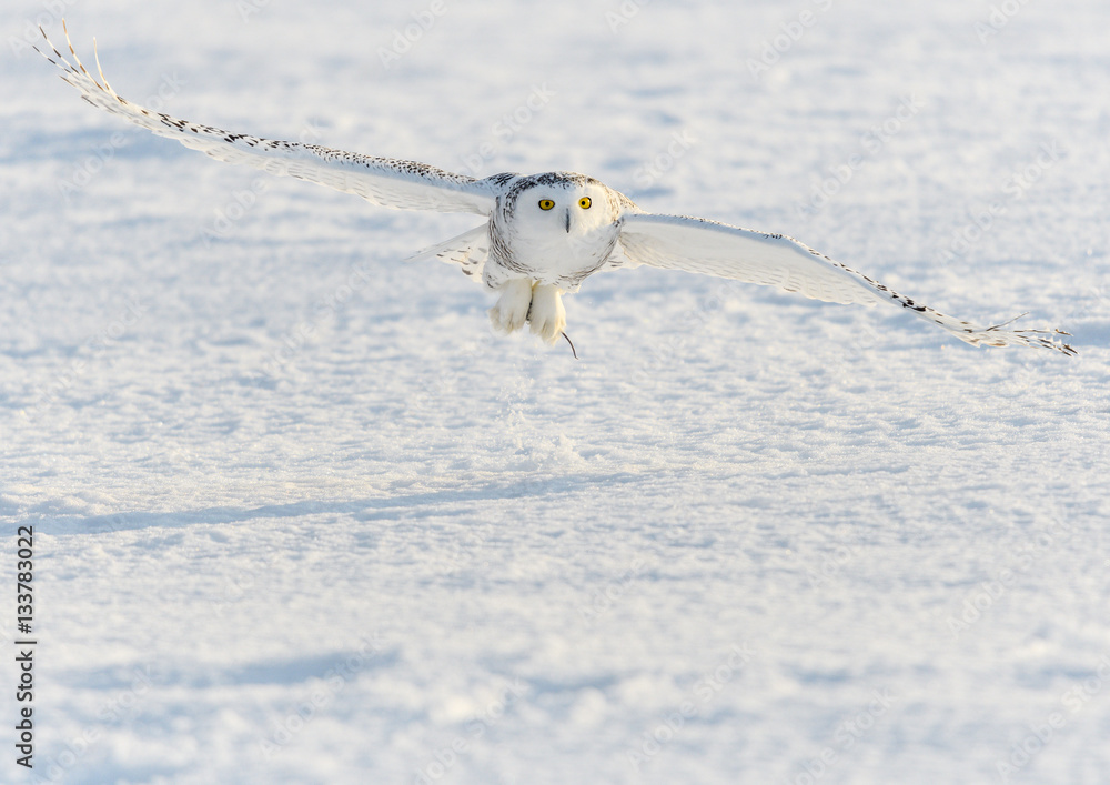 Snowy Owl Flying Low over Snow Field Snowy Owl Flying Low over Snow Field