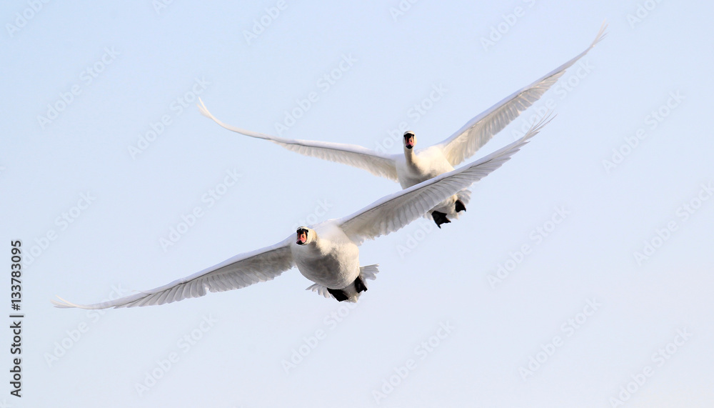 Fototapeta premium Pair of swans flying over frozen river Danube covered with snow, in Belgrade, Zemun, Serbia.