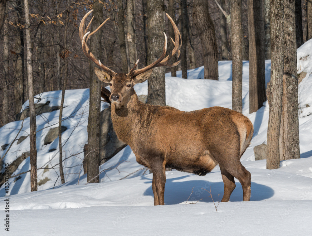 Elk Deer in Winter Elk Deer in Winter