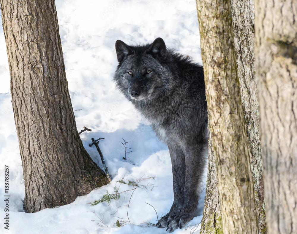 Fototapeta premium Black Wolf in Winter