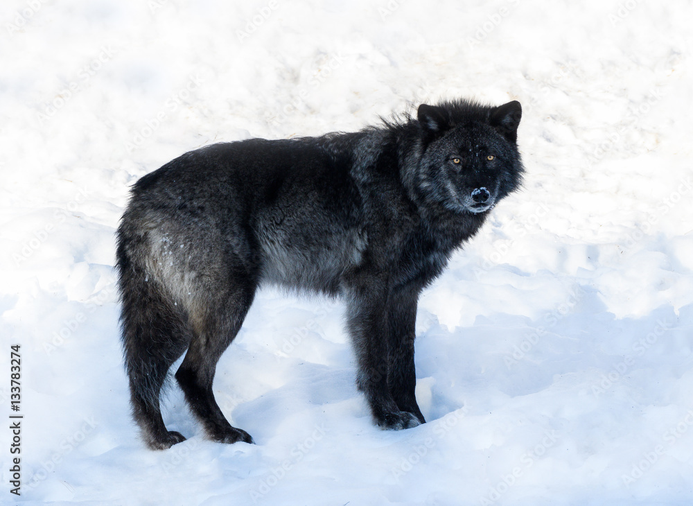 Naklejka premium Black Wolf in Winter