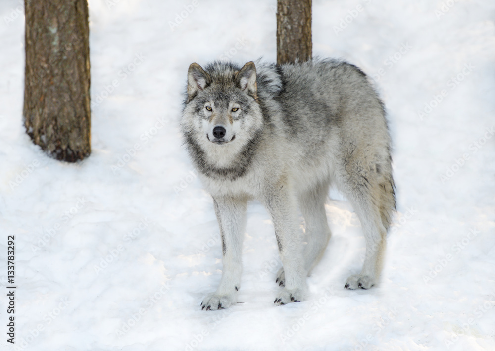 Fototapeta premium Grey or Gray Wolf in Winter
