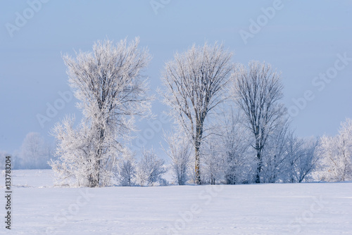 Frosted Tree in the Field