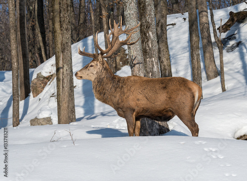 Elk Deer in Winter © FotoRequest