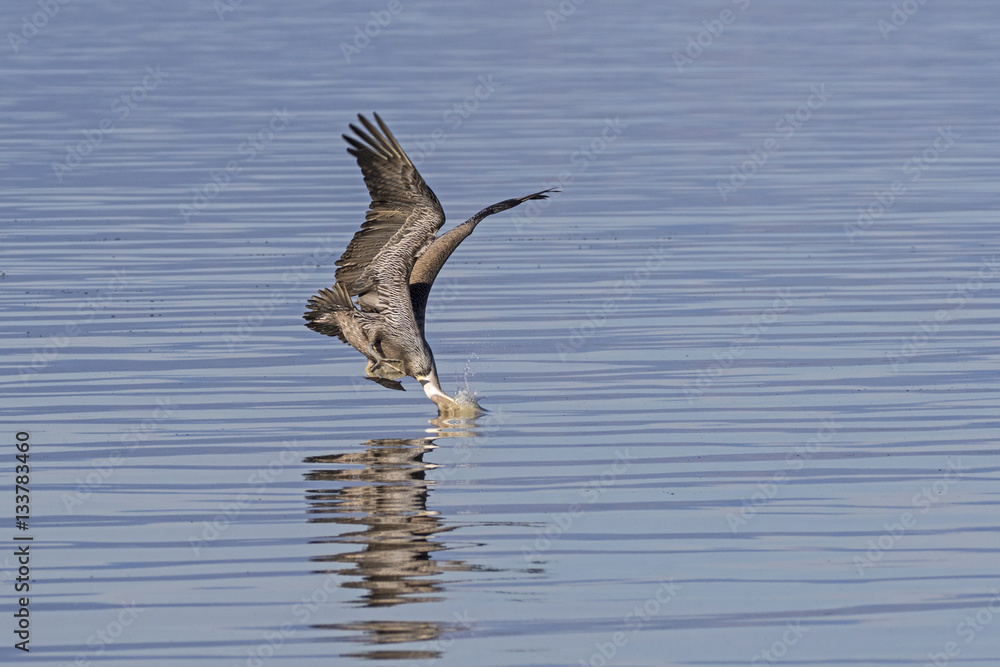 Bird brown pelican diving for fish at Salton Sea in California desert Bird brown pelican diving for fish at Salton Sea in California desert