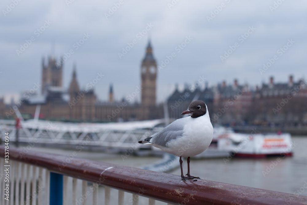 Obraz premium Seagull in London