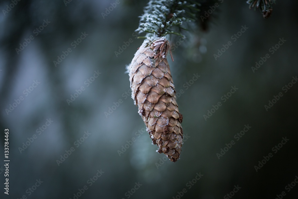 Spruce tree branch with cone and rime