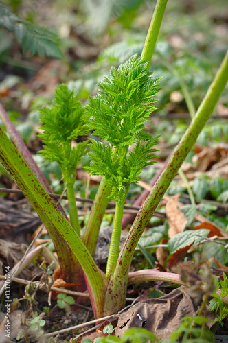 Young plant of Hemlock, Conium maculatum