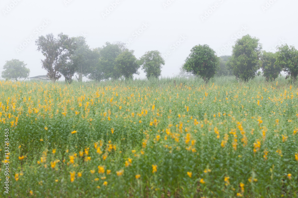 Yellow flowers field of Crotalaria