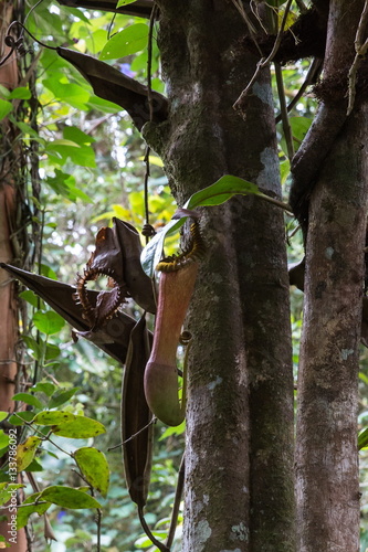 Wall Mural pianta carnivora